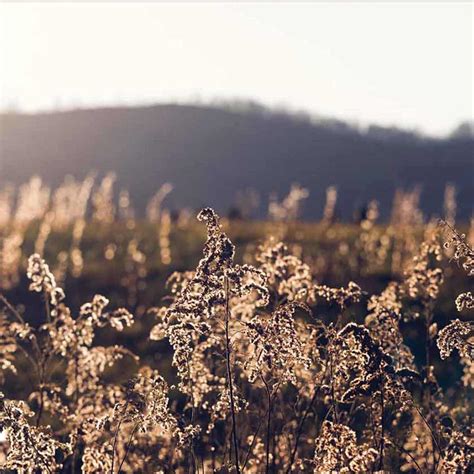 Field Framed Wall Art | At Home