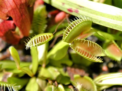 Carnivorous Plant Growing: New Zealander’s Guide – OIDK