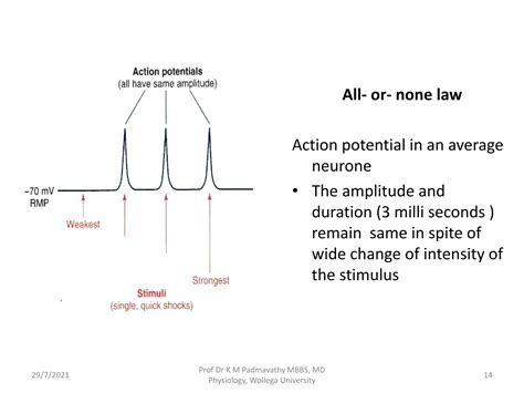 Lecture 8 - Action potential.pdf
