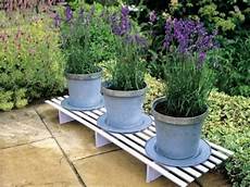 lavanda in vaso cure lavender garden of me lavanda in vaso cure lavender garden of me