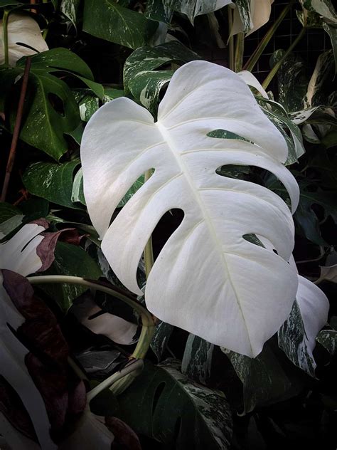 Can Plants Be Albino? A Look At Nature’s Colorless Wonders