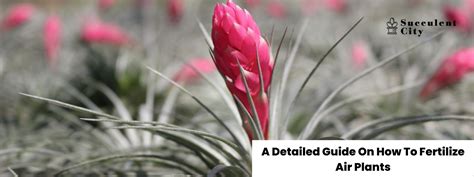 How to Mount Air Plants 的图像结果