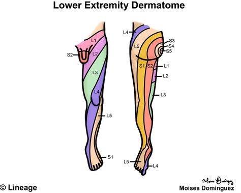 Dermatomes | Skin Sensory Map Spinal Nerve Distribution