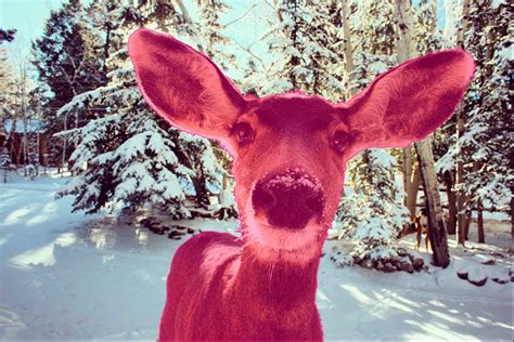 Computer Vision Wildlife 的图像结果