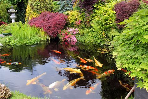 small koi pond Koi ponds garden fish small - aumiguinhosdaelenice