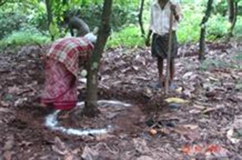 Horticulture :: Plantation Crops :: Cocoa