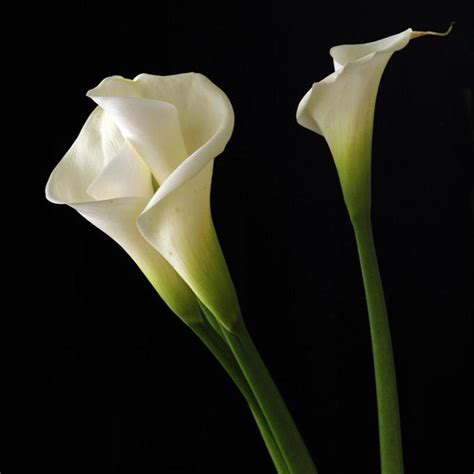 Calla Lily Wallpapers - Wallpaper Cave