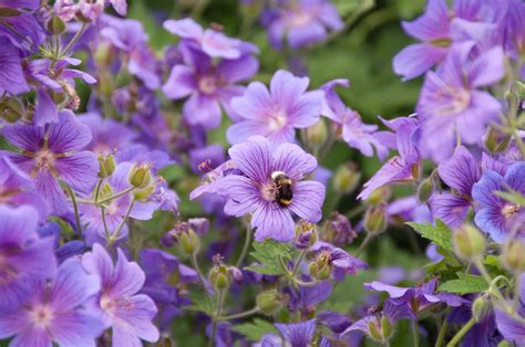 These Remarkable Long-Flowering Perennials Will Keep Your Garden ...