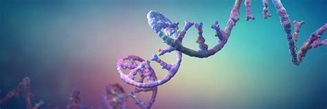 Nascent Transcriptome Analysis: Methods & Applications | Revvity