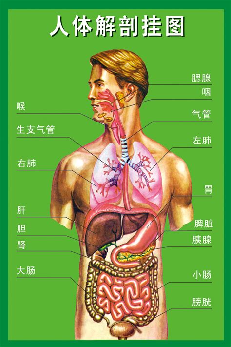 人体内脏结构图,肝区疼痛位置图不好 - 伤感说说吧