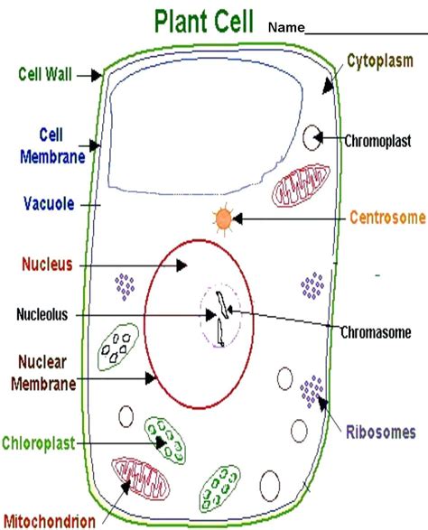 Label Plant Cell Worksheet - Owhentheyanks.com