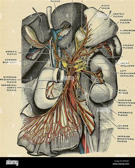 Inferior Phrenic Artery