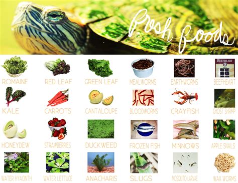 Red Eared Slider Eating Habits