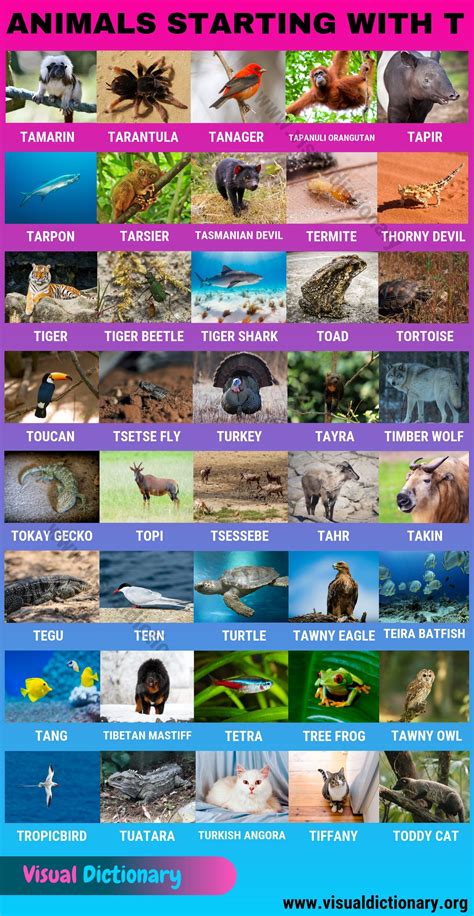 Animals that Start with T in English - Visual Dictionary