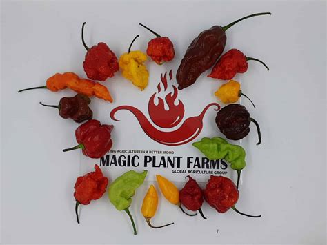Scoville Scale Complete Guide | Magic Plant Farms