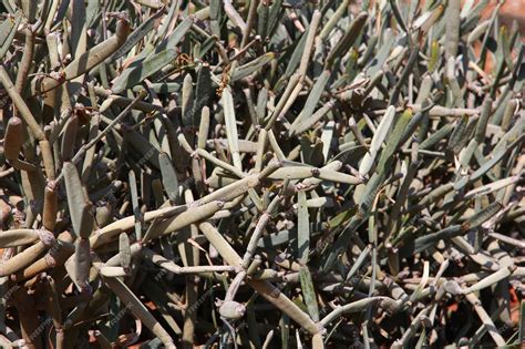 The desert thorn on socotra island indian ocean yemen | Premium Photo
