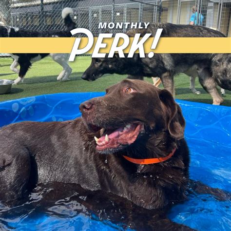 Pet Paradise Atlanta (@petparadiseatl) • Instagram photos and videos