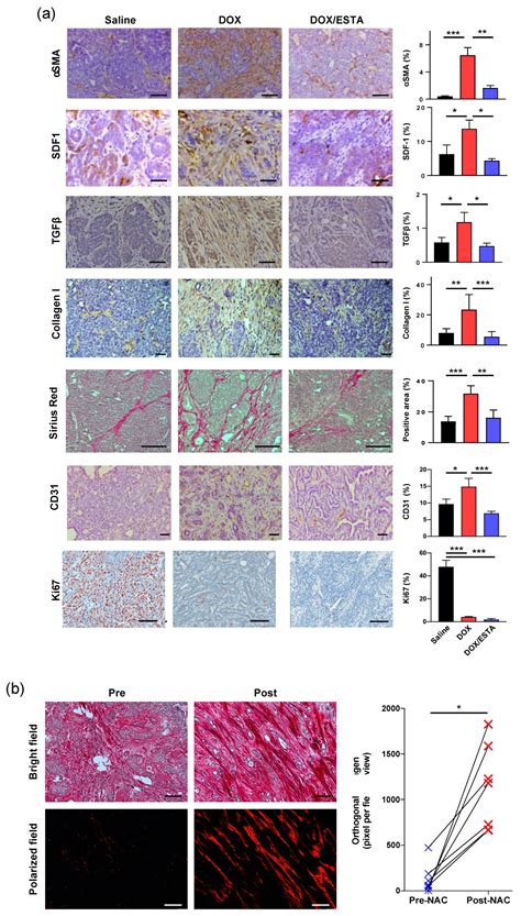 Functional Blockade of E-Selectin in Tumor-Associated Vessels Enhances ...