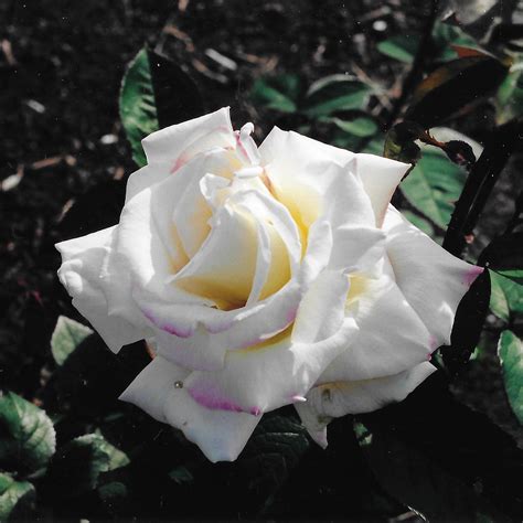 White Rose - Maplewood Park - Pictures of Rochester and Monroe County, NY