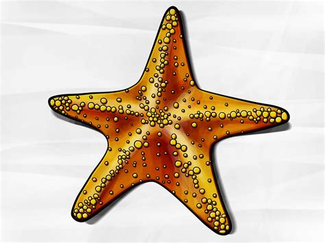 How to Draw a Starfish: 6 Steps with Pictures
