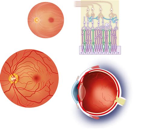Slagter - Drawing Eye: retina and retinal nerve fiber layer - no labels | AnatomyTOOL