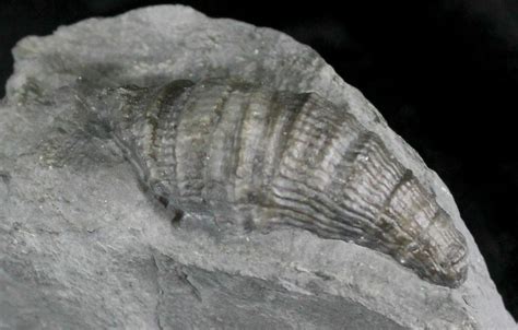 Horn Coral, Devonian Aged From New York (#25129) For Sale - FossilEra.com