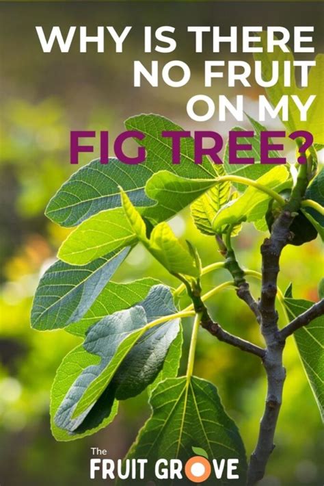 Fig Tree Not Fruiting 的图像结果
