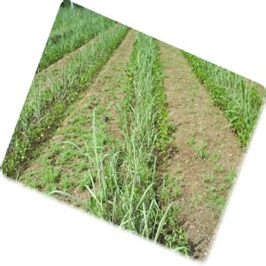 Expert System for Sugarcane