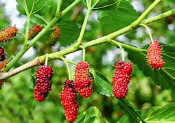 Image result for mulberry tree