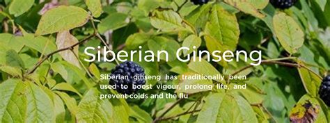Siberian Ginseng: Health Benefits, Uses and Important Facts ...