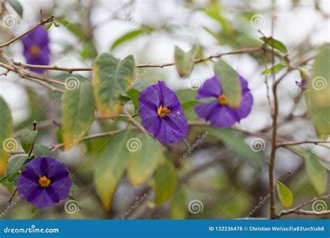 Paraguay Nightshade Lycianthes Rantonnetii Stock Photo - Image of ...