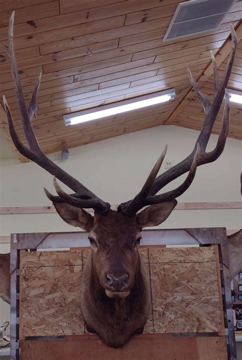 Image result for Yoder Poultry Auction