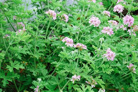 Image result for pictures of mosquitoes in citronella garden