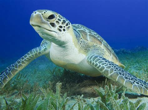 Adult Green Sea Turtle