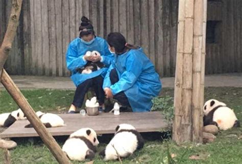 成都80后饲养员8年喂养50多只大熊猫 全身上下都是伤 - 成都 - 华西都市网新闻频道