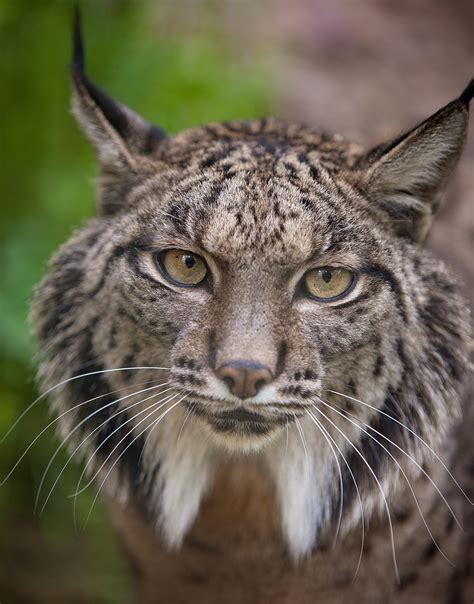 Iberian lynx guide: species facts and where they live in the wild - Discover Wildlife