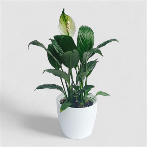 Peace Lily Plant by Orchid N Petals