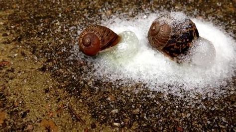 香港26岁博士向3只蜗牛撒盐，涉嫌虐待动物被抓，引发热议_腾讯新闻