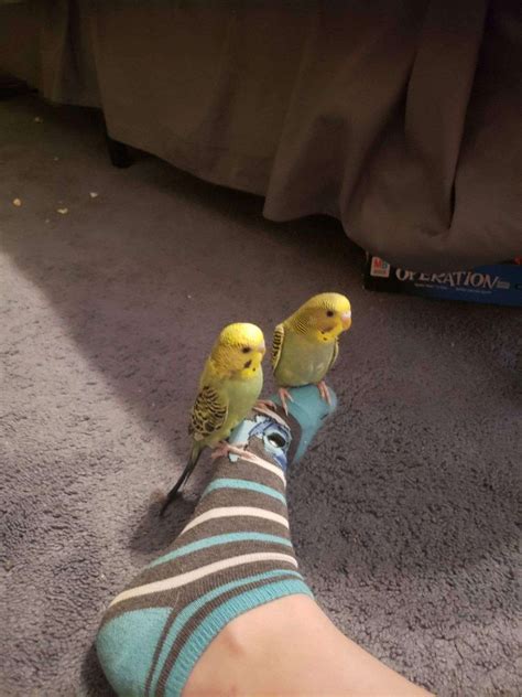10 week old parakeets