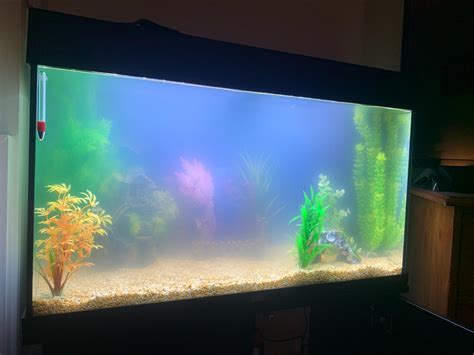 How to Get Rid of Aquarium Bacteria Bloom Quickly