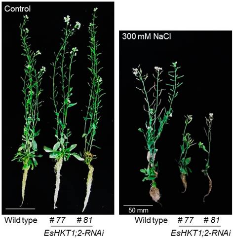 Role and Functional Differences of HKT1-Type Transporters in Plants ...