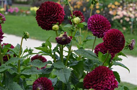 How To Plant Dahlia Flowers at Isabel Lacey blog