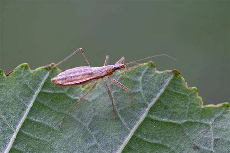 Aphid Predators: What Eats Aphids? - A-Z Animals