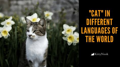 'Cat' In Different Languages Of The World - Best Cat Blog – KittyNook ...