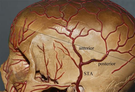 Temporal Artery Anatomy