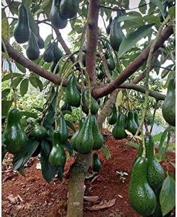 Eroanvia Avocado Frout Plant (Plant Height 1.5-2 Feet) Butter Fruit ...
