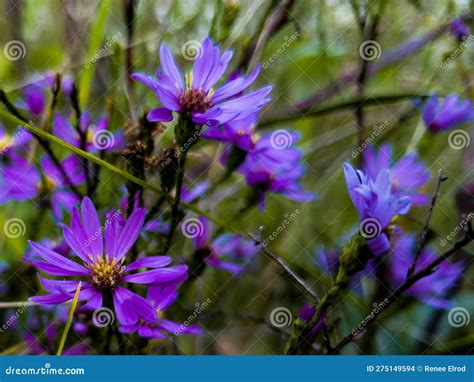 Purple Wildflowers Blooming in an Autumn Meadow, Wisconsin, USA Stock ...