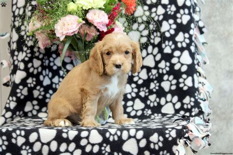 Steven - Cavalier King Charles Mix Puppy For Sale in Pennsylvania