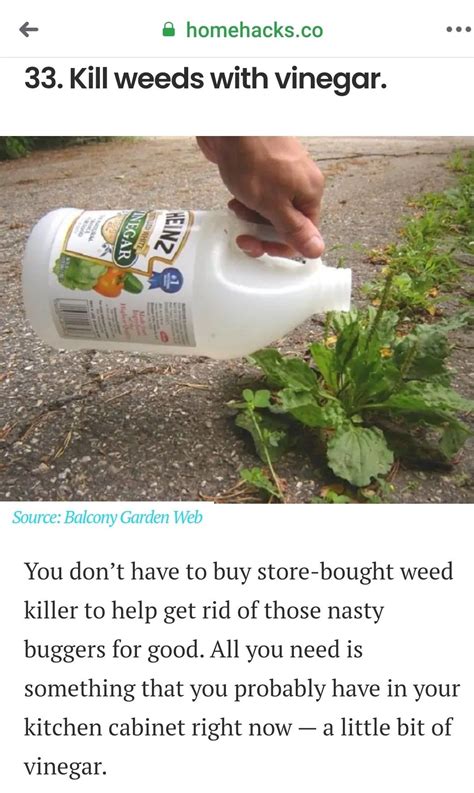 Will Vinegar Kill Plants And Weeds at Linda Burk blog