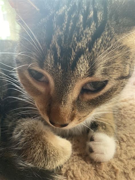 Haws syndrome? : r/cats